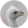 2week icon