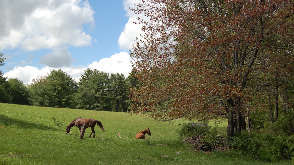 Horses stand in a farm field