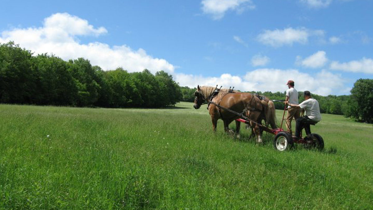 Apple Pond Farm