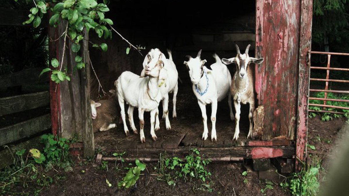 Apple Pond Farm