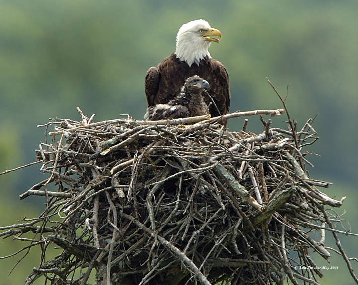 Eagle Habitat - Delaware Highlands Conservancy