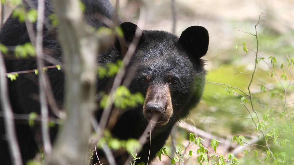 A black bear looks through spring foliage.