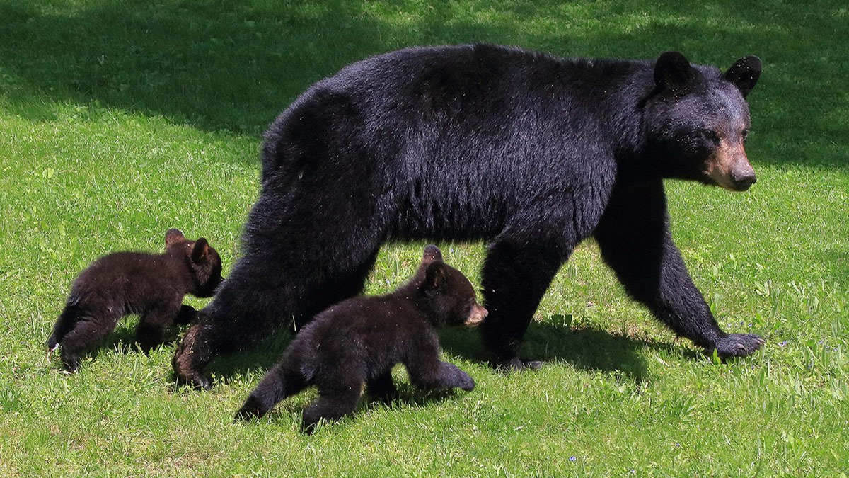 An adult black bear with two cubs walks across the grass.