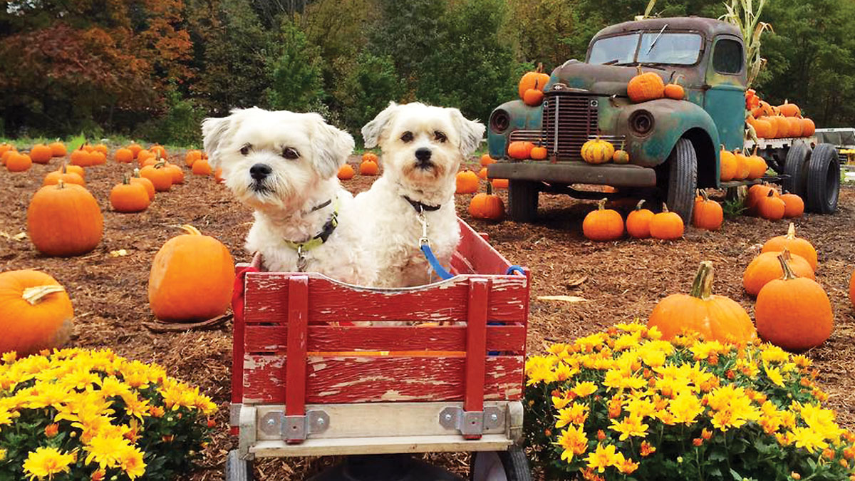 Cavages Country Farm Market - Delaware Highlands Conservancy