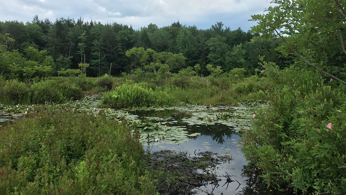 Carr Pond