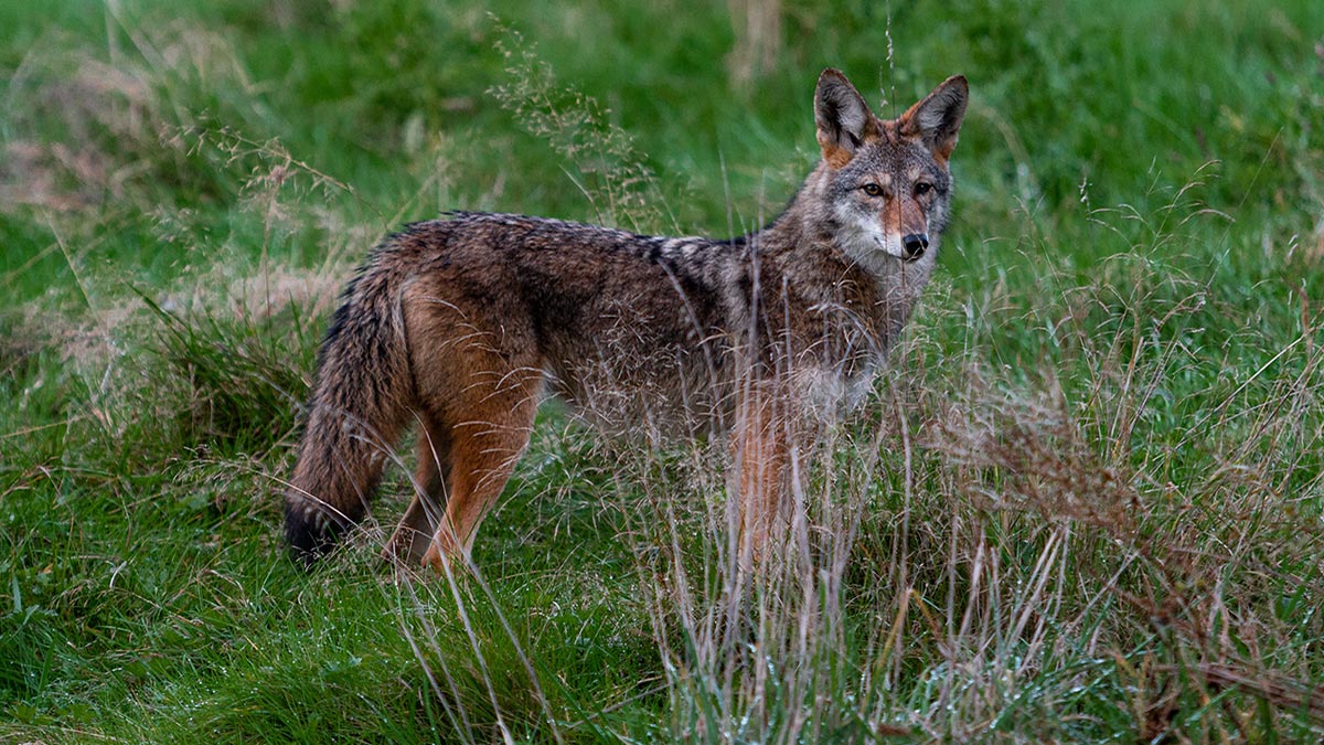 A coyote stands in a field