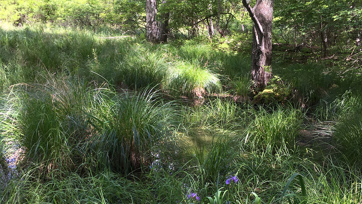 Dwarftskill Preserve