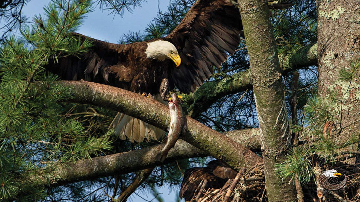 eagle in tree by Stephen Davis