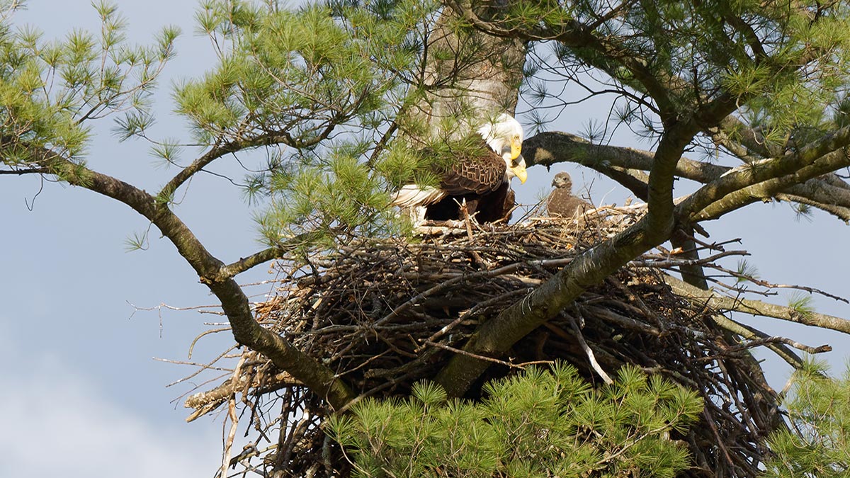 Two adult eagles with eaglet in nest
