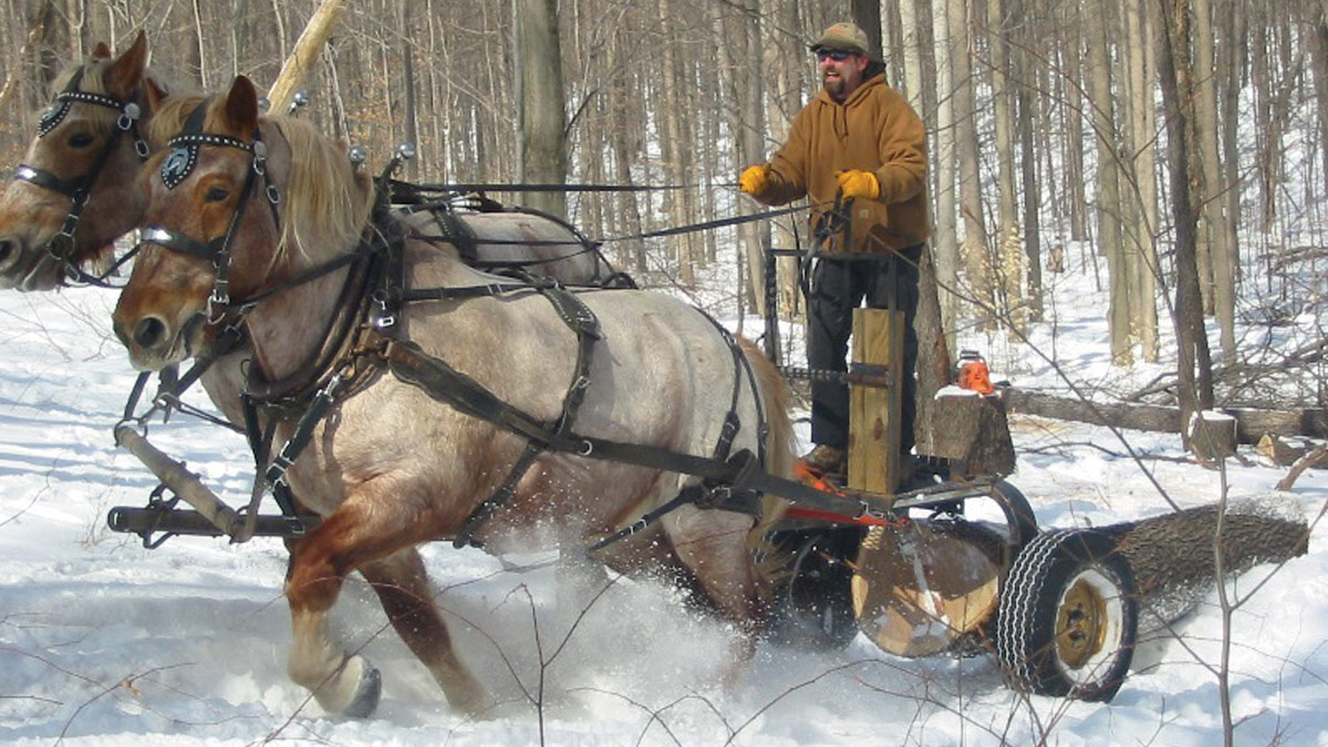 Fitzmorris Horse Logging