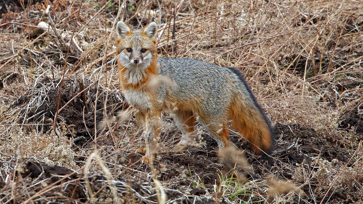 A fox standing in dry grass