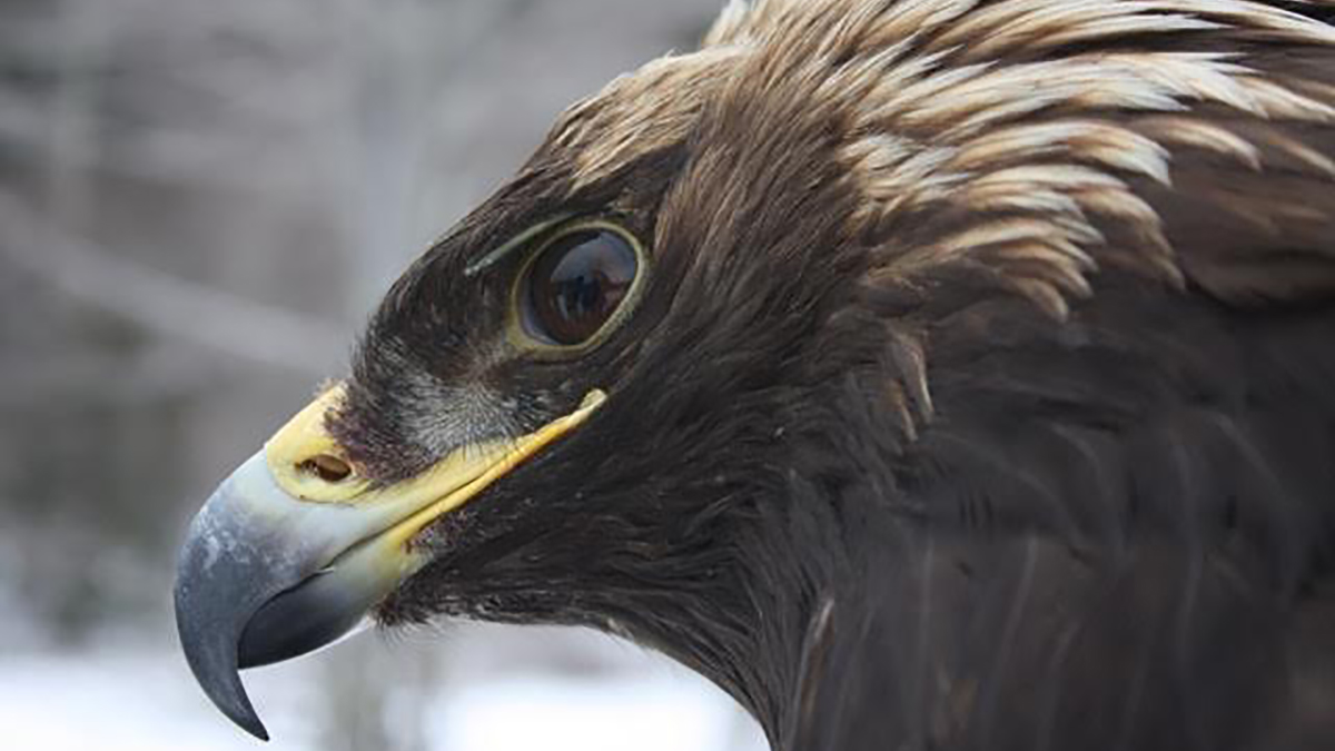A close-up of a golden eagle's face