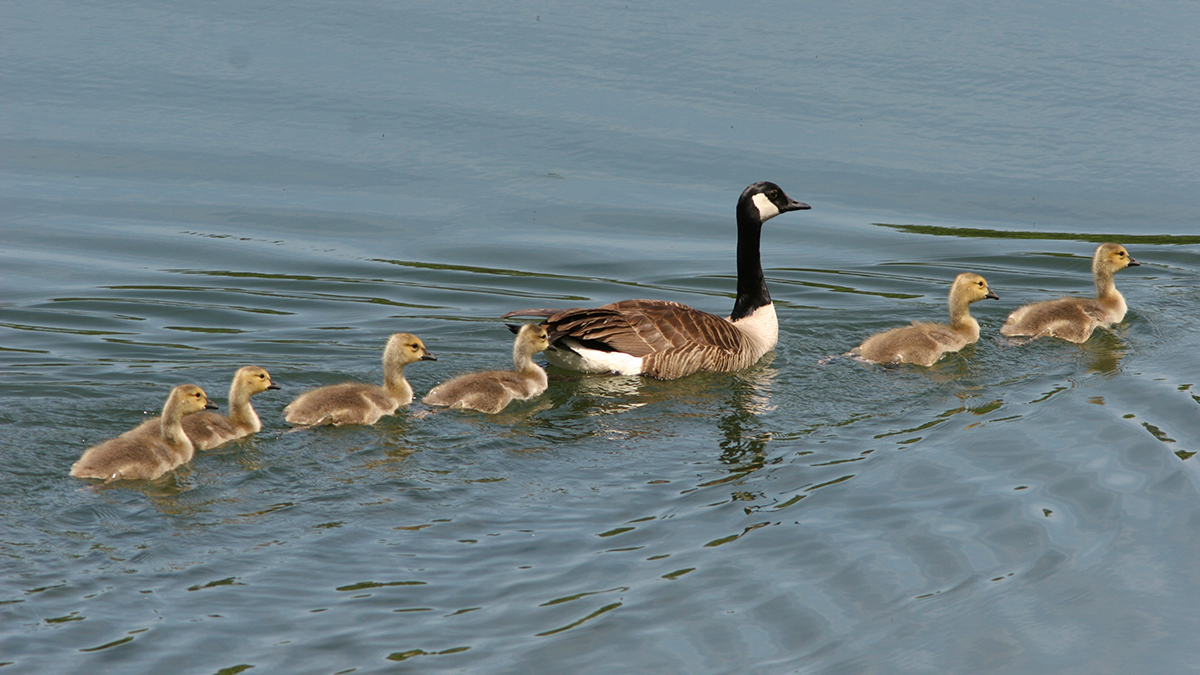 An adult goose with goslings paddling through the water.