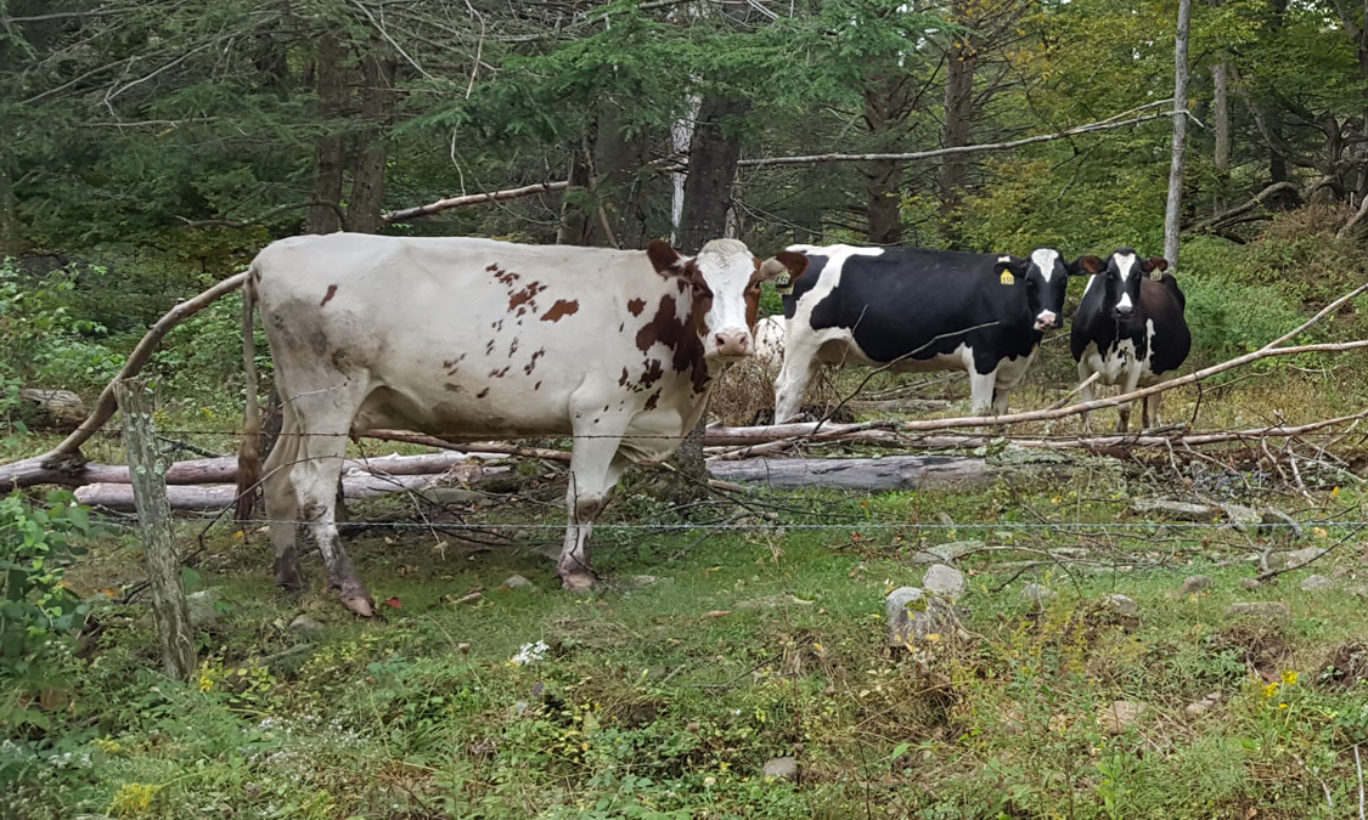 Farming Legacy Protected in Sullivan County