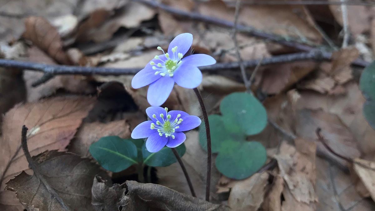 A tiny purple flower on the forest floor - hepatica.