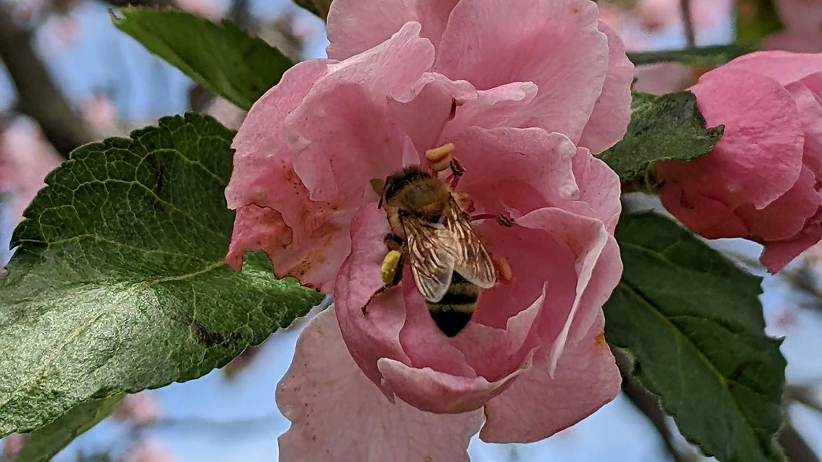 A honeybee collects pollen from inside a pink apple blossom.