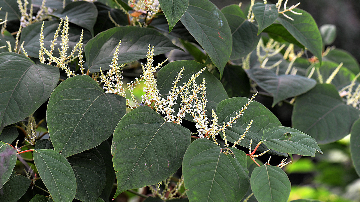 Leaves and flowers of the Japanese knotweed plant.