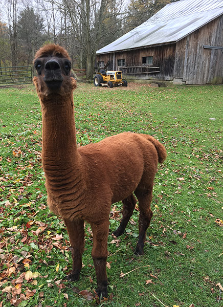 Journey's End Farm