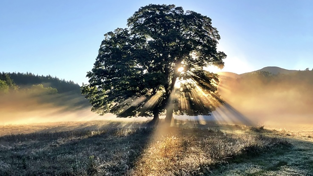 A sunrise filtered through an oak tree.