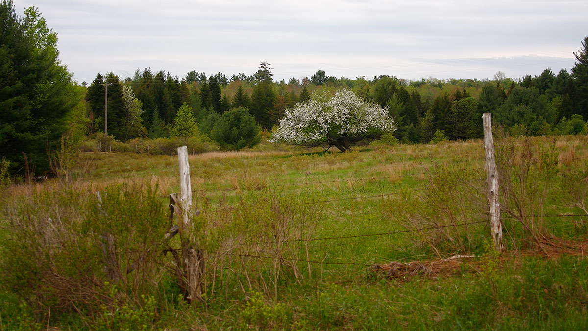 Lemons Brook Farm