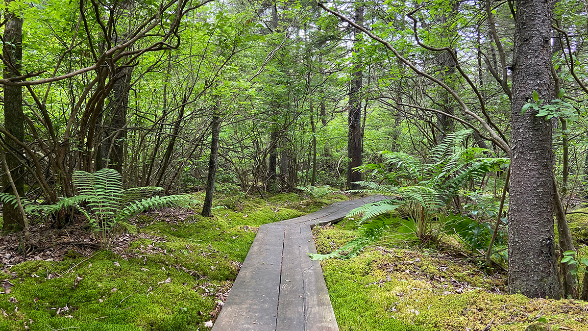 A boardwalk trail through a leafed-out forest.