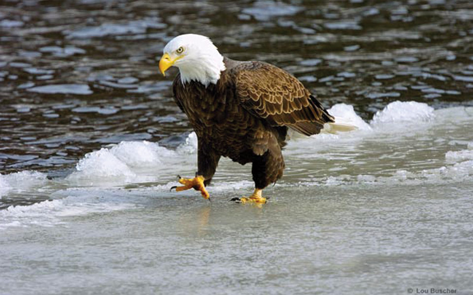 Eagle marching on ice