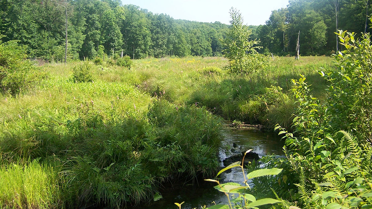 Milford Experimental Forest