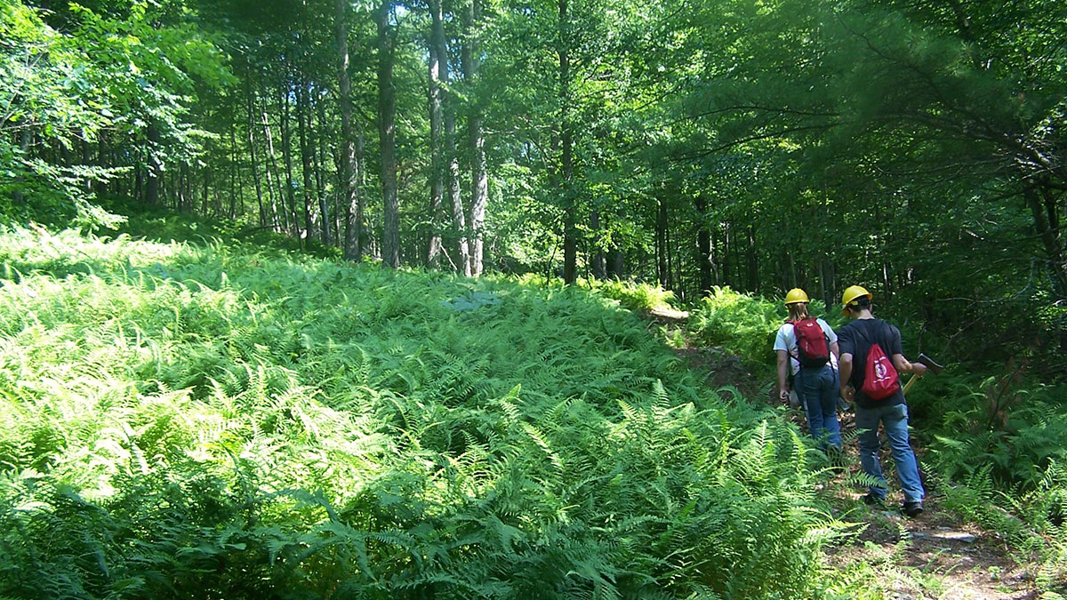 Milford Experimental Forest