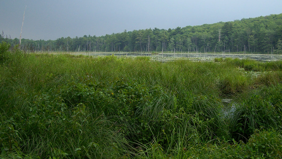 Mink Pond Club