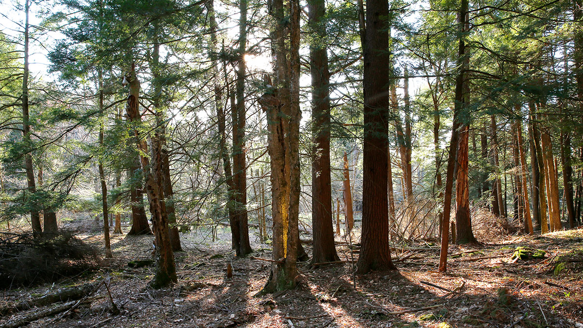 Mitchell Pond Brook