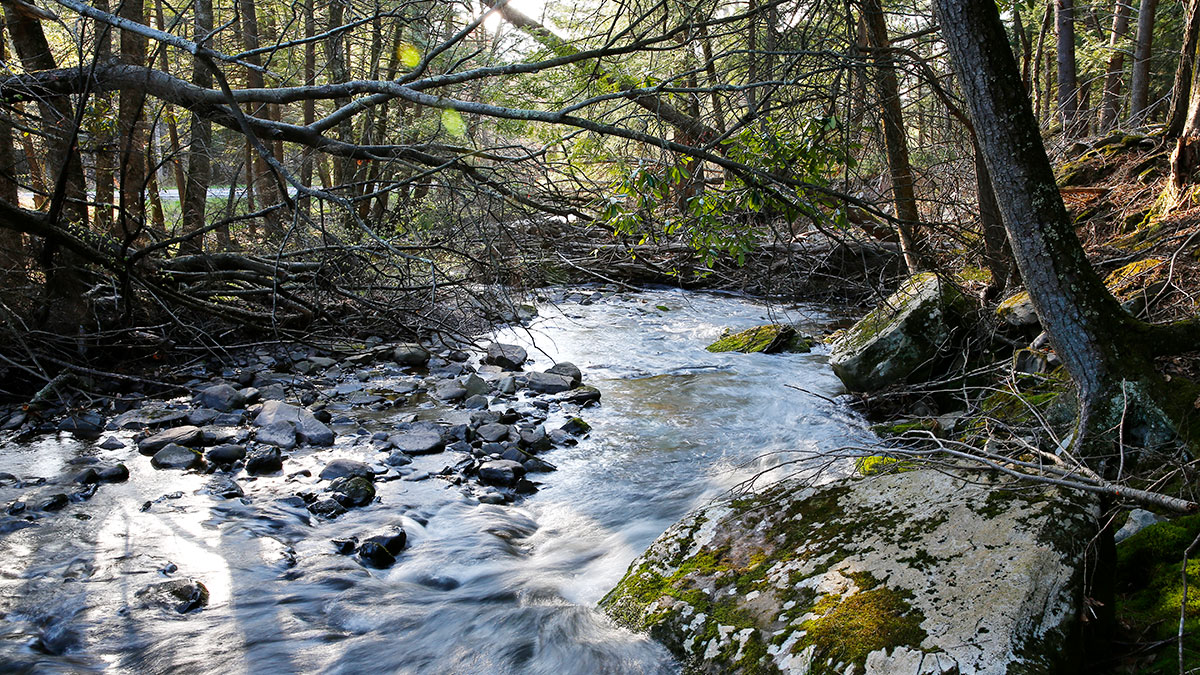 Mitchell Pond Brook