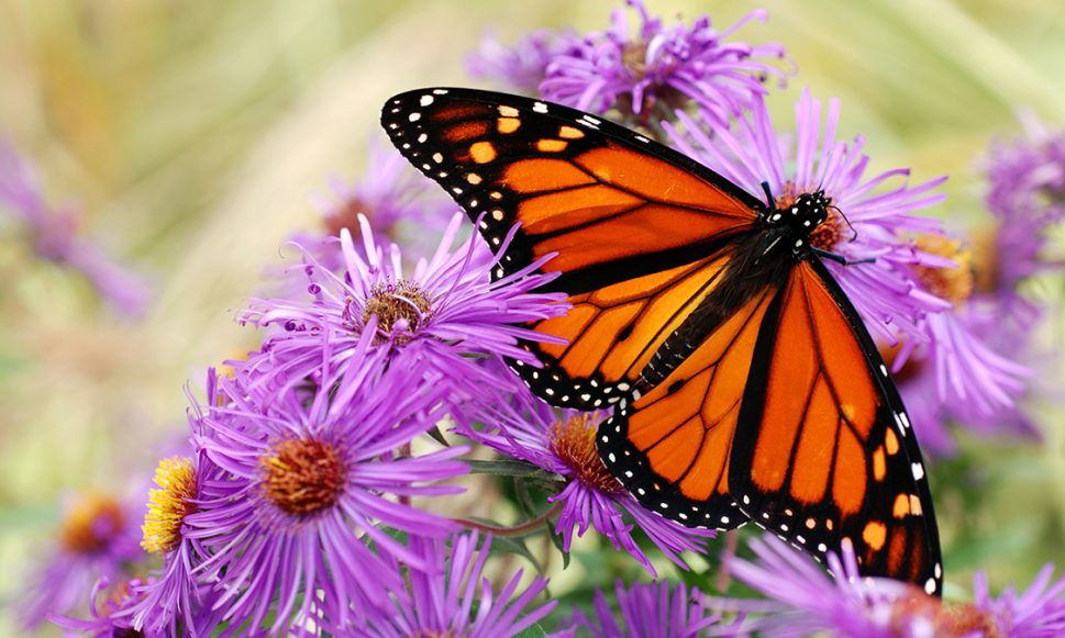 Help the Monarch Butterfly