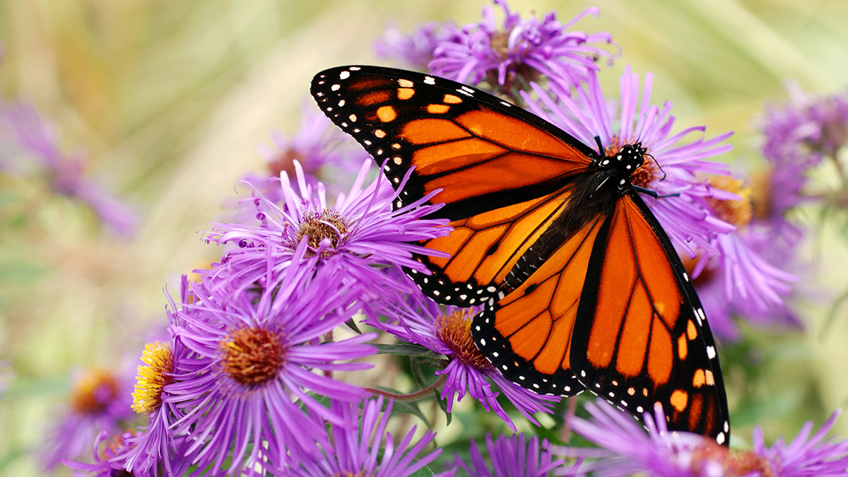 monarch on aster