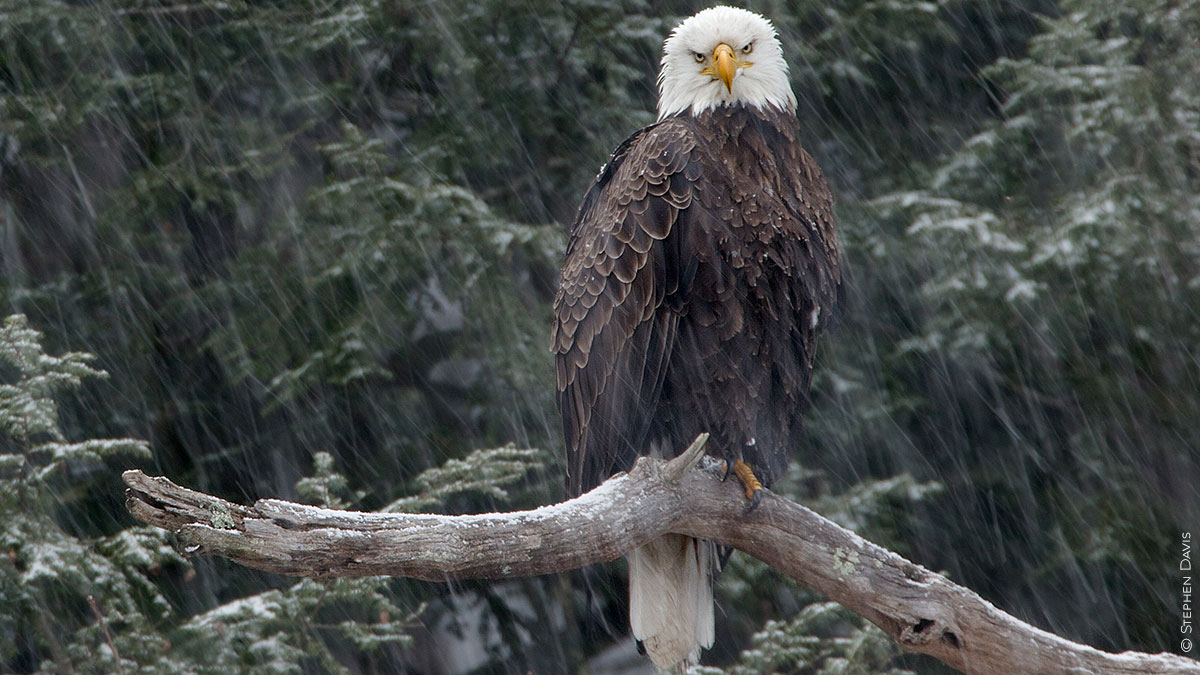 Eagle sitting on branch.