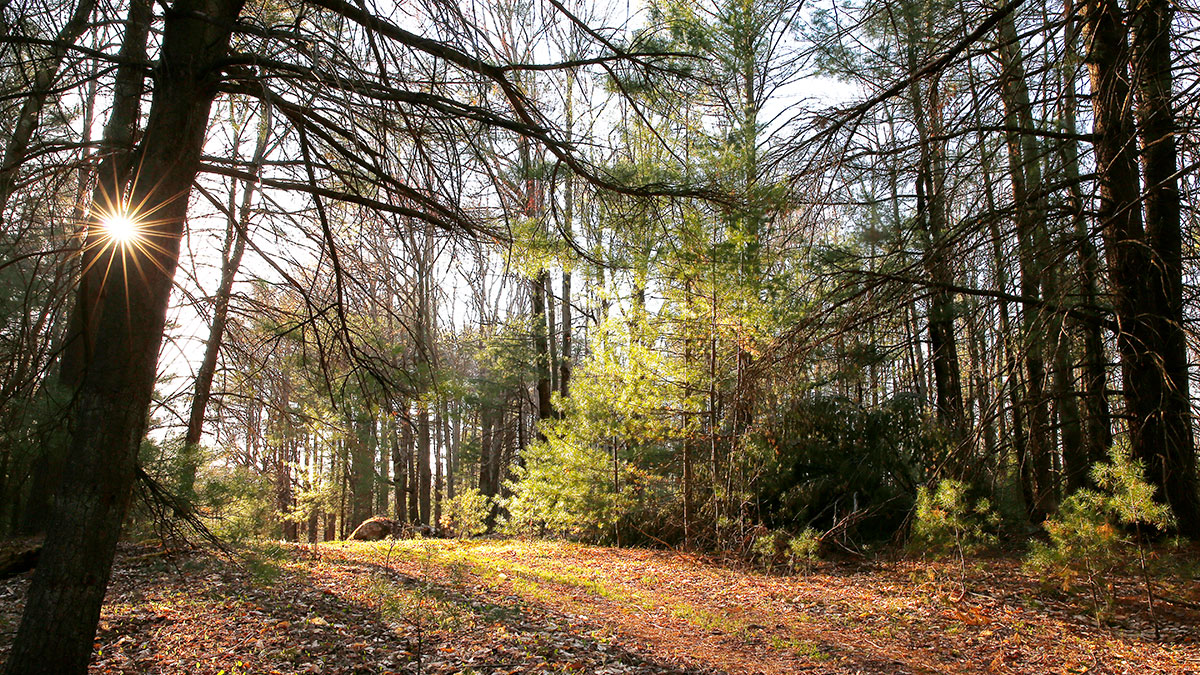 Rose Valley Forest