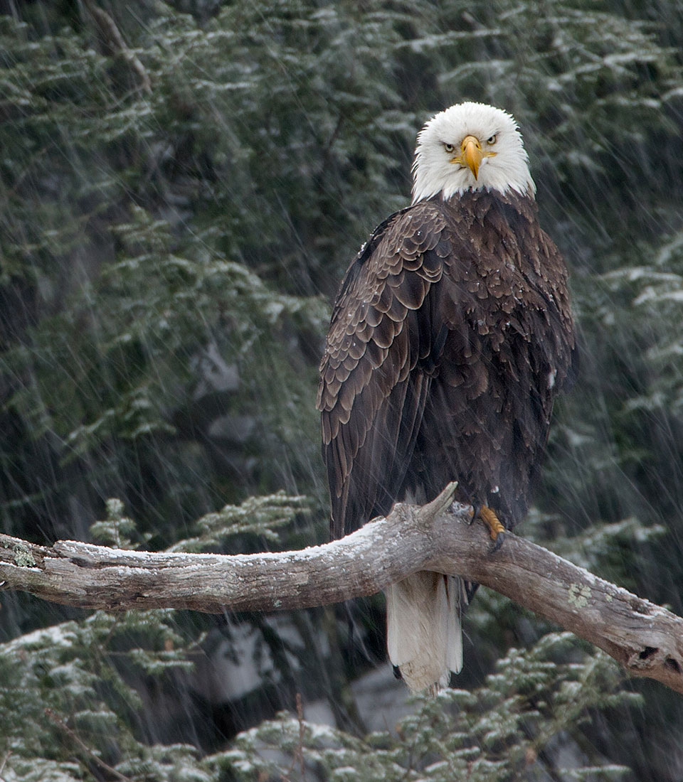 wintering adult eagle
