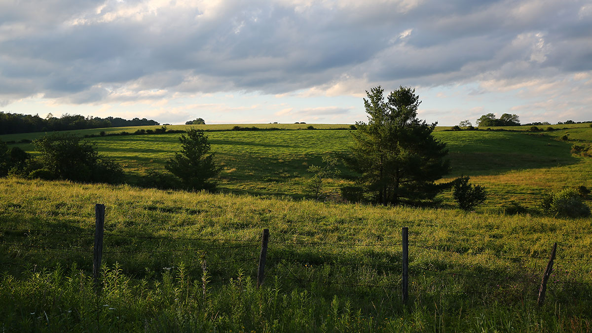A farm field on a summer day.