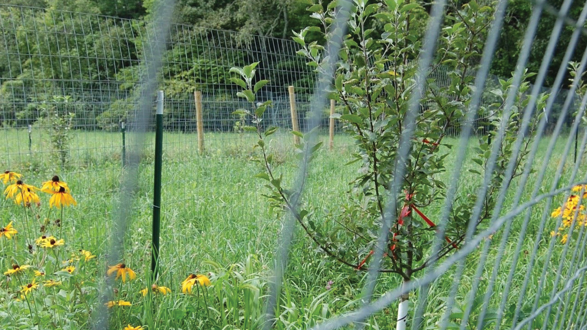 Sherwood apple trees