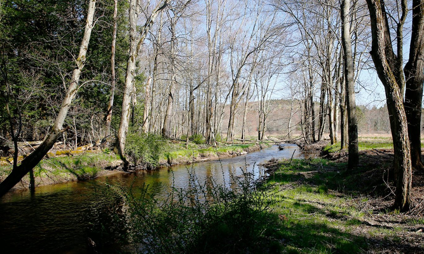 Clean Water Protected Forever: The Forest Reserve in Smallwood