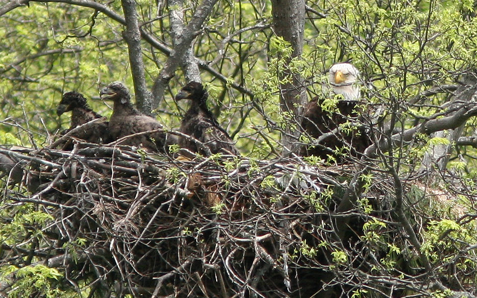 eagle in nest with eaglets