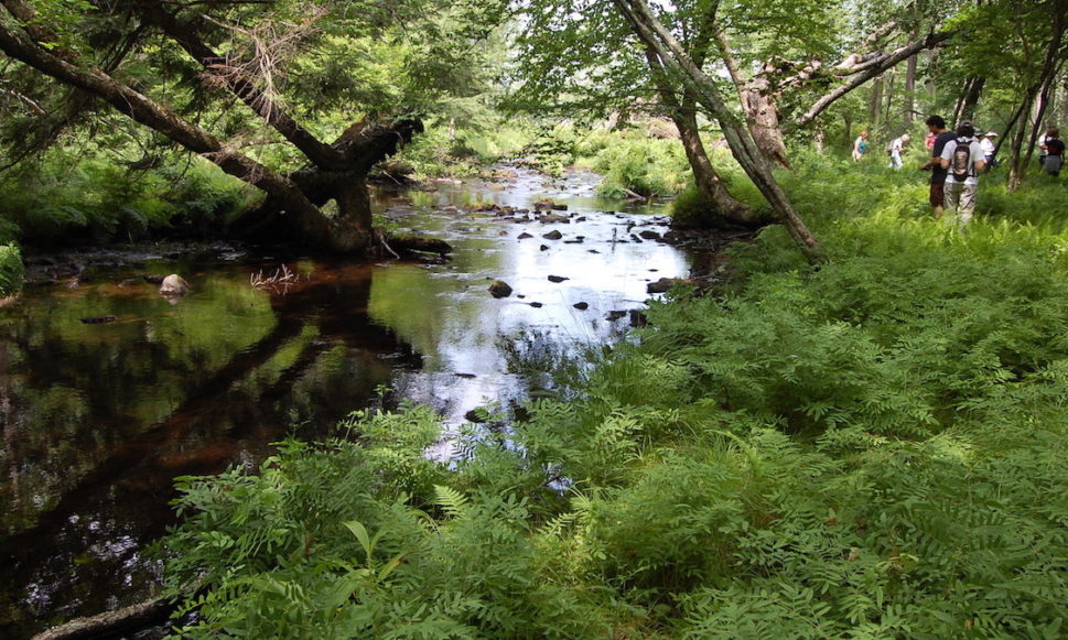 Stairway Ridge: Land Protection for Trout and People