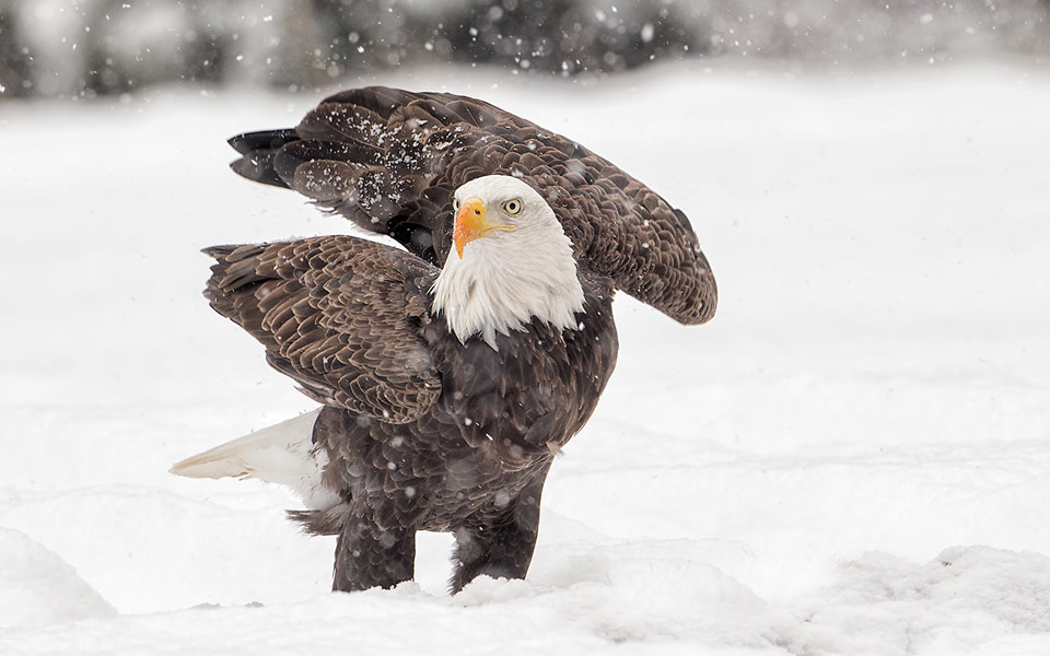 eagle standing in snow