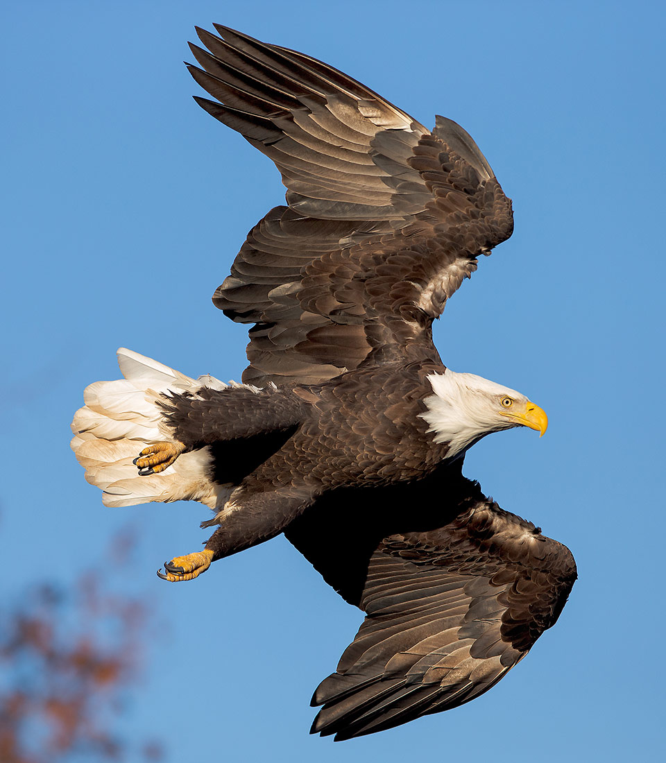 eagle in flight sideways