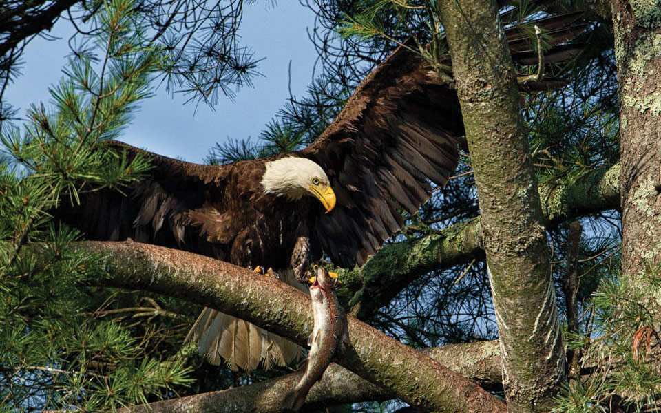 eagle in tree with fish