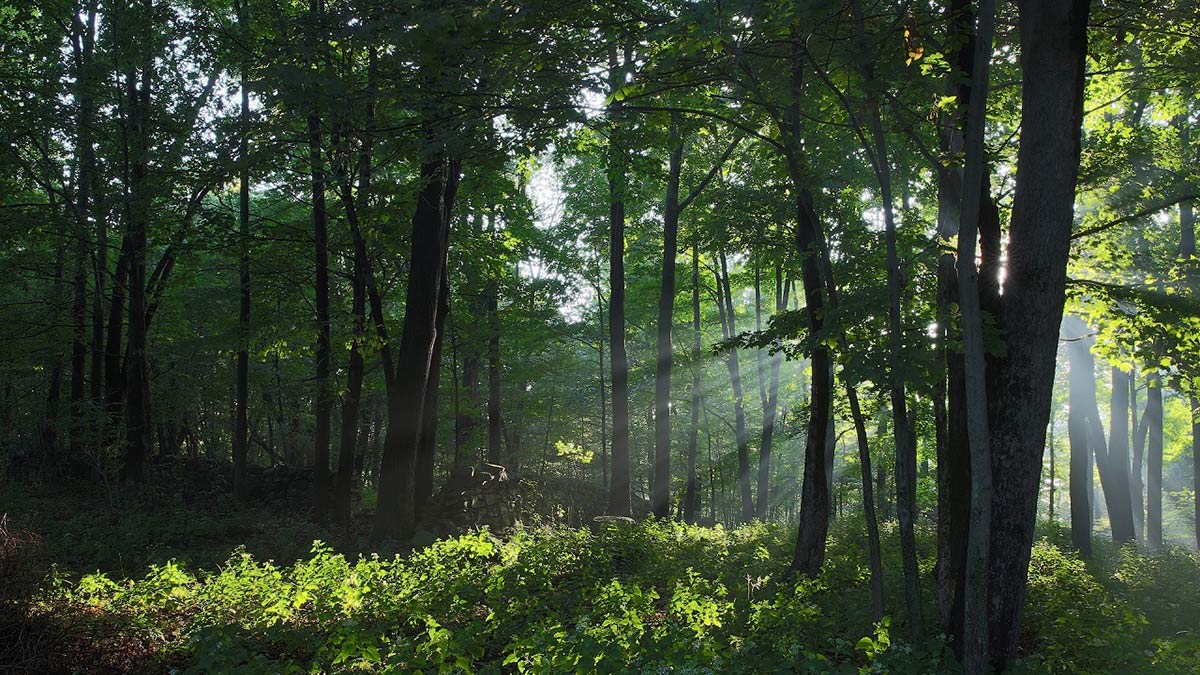 Sunlight streaming through a forest.
