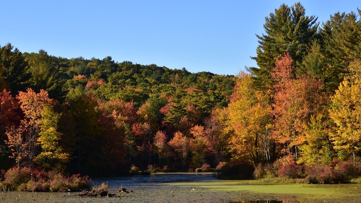 Photo of a Pike County PA lake with fall foliage to illustrate the survey deadline. Share your opinion before September 22, 2017.