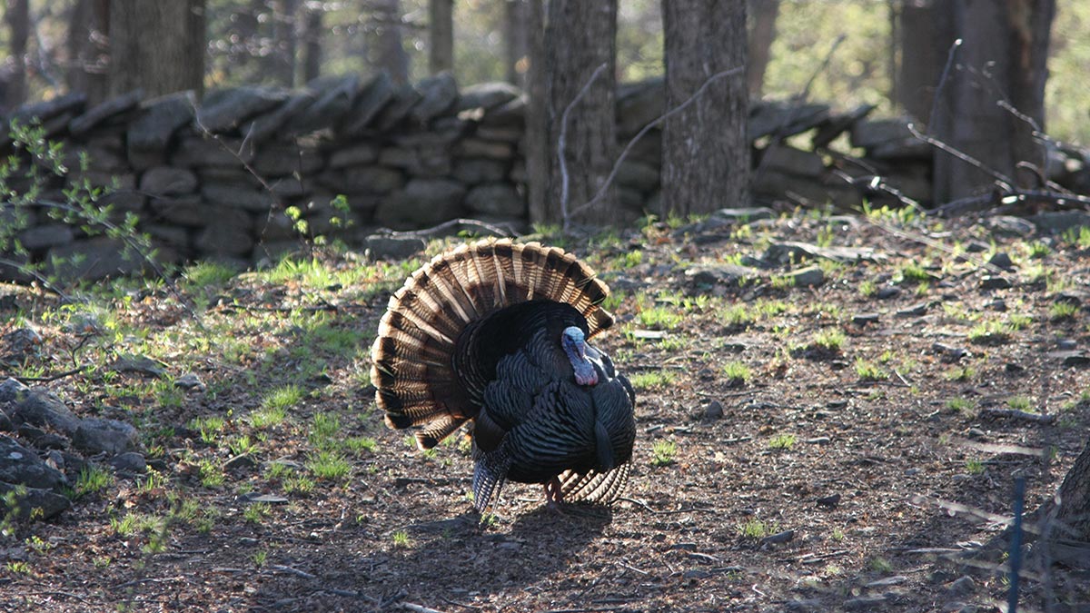 A turkey in the woods with tail fanned
