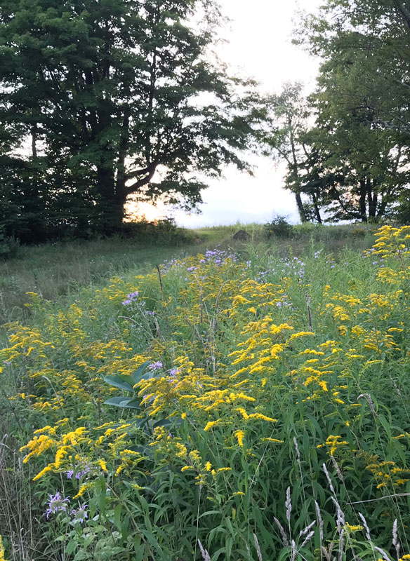 A trail at the Van Scott Nature Reserve at sunset showing purple bergamot and yellow goldenrod flowers.