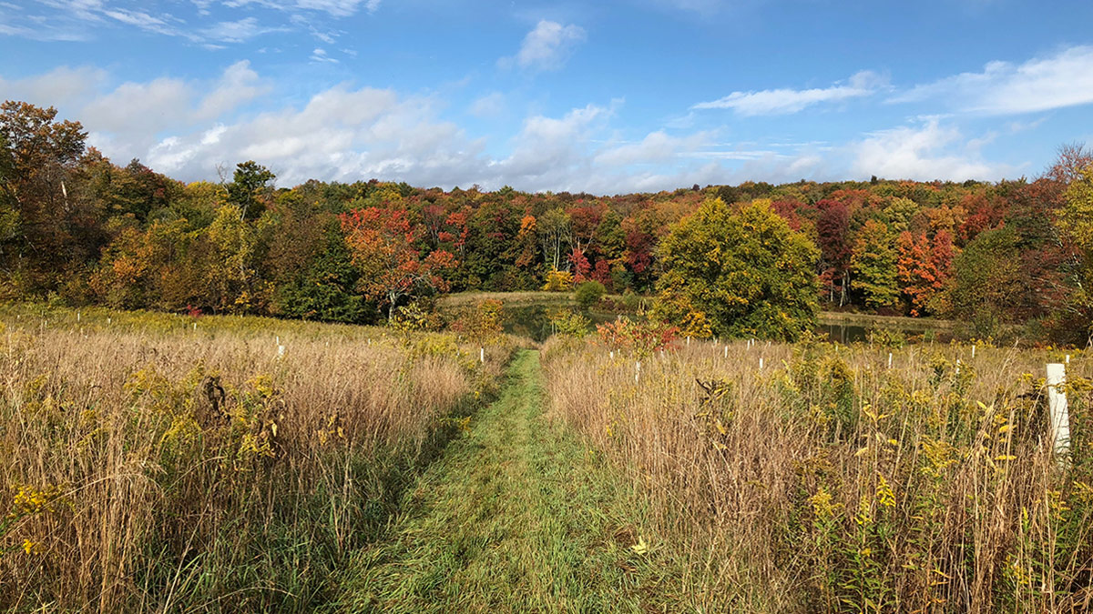 A trail through the meadow surrounded by fall foliage and leading to the pond.