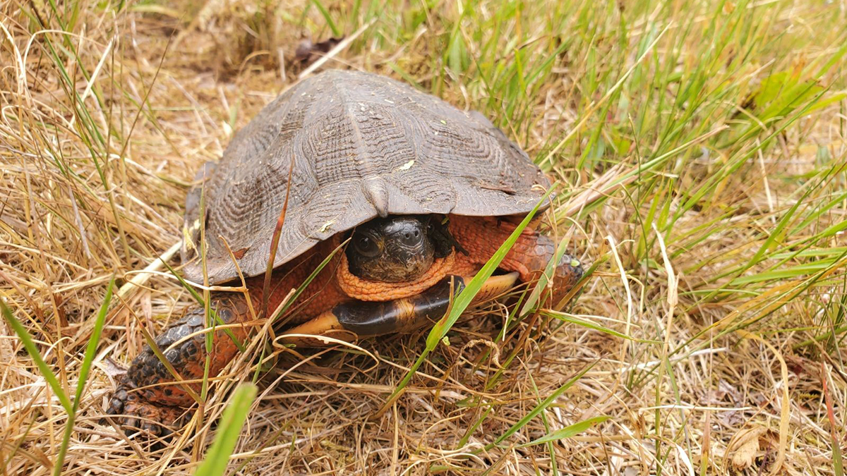 A wood turtle in dry grass.